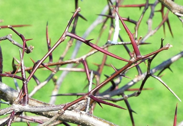 Using Honey Locust Pods as Food - Bushguide 101