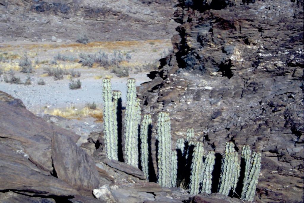 Toxic Euphoribia avasmontana plants at Kuiseb canyon, Namibia