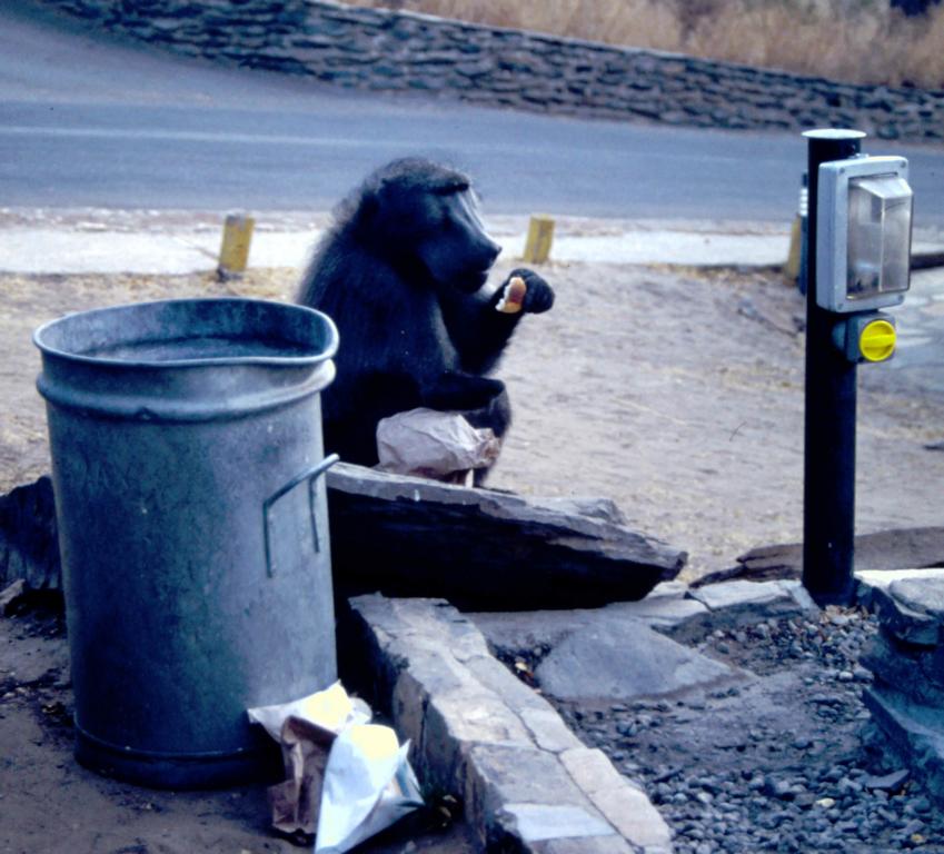 Chacma baboon at Dan Viljoen Lodge, Windhoek, Namibia