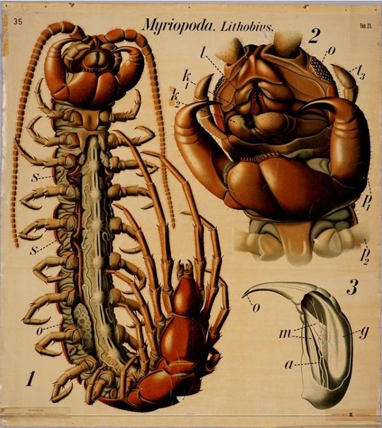 Anatomical overview over a centipede