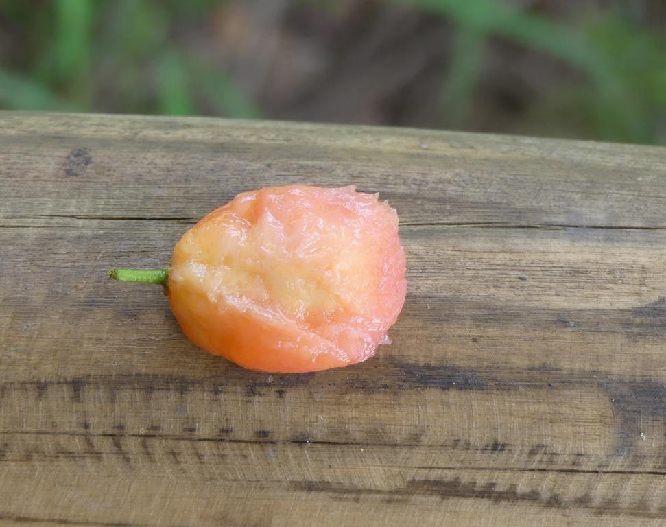 Sucked-out mesocarp of a Sourplum (Ximenia caffra)