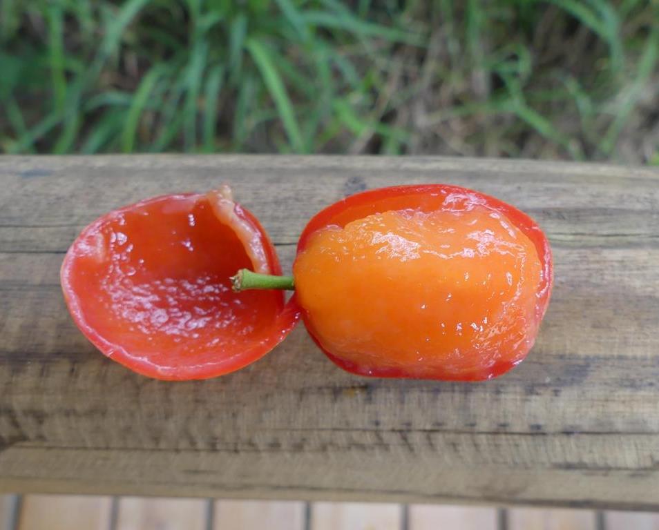 Cut-open fruit of a Sourplum (Ximenia caffra)