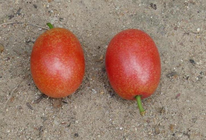 Two Sourplum fruits (Ximenia caffra)