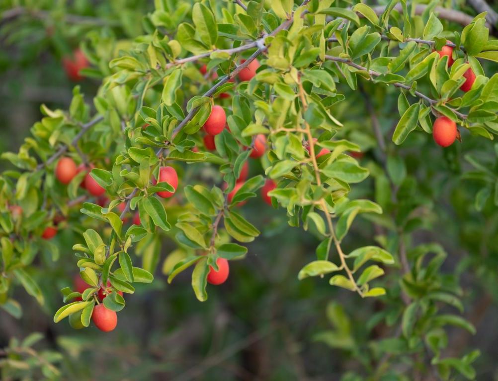 Great Sourplum fruits on a tree (Ximenia caffra)