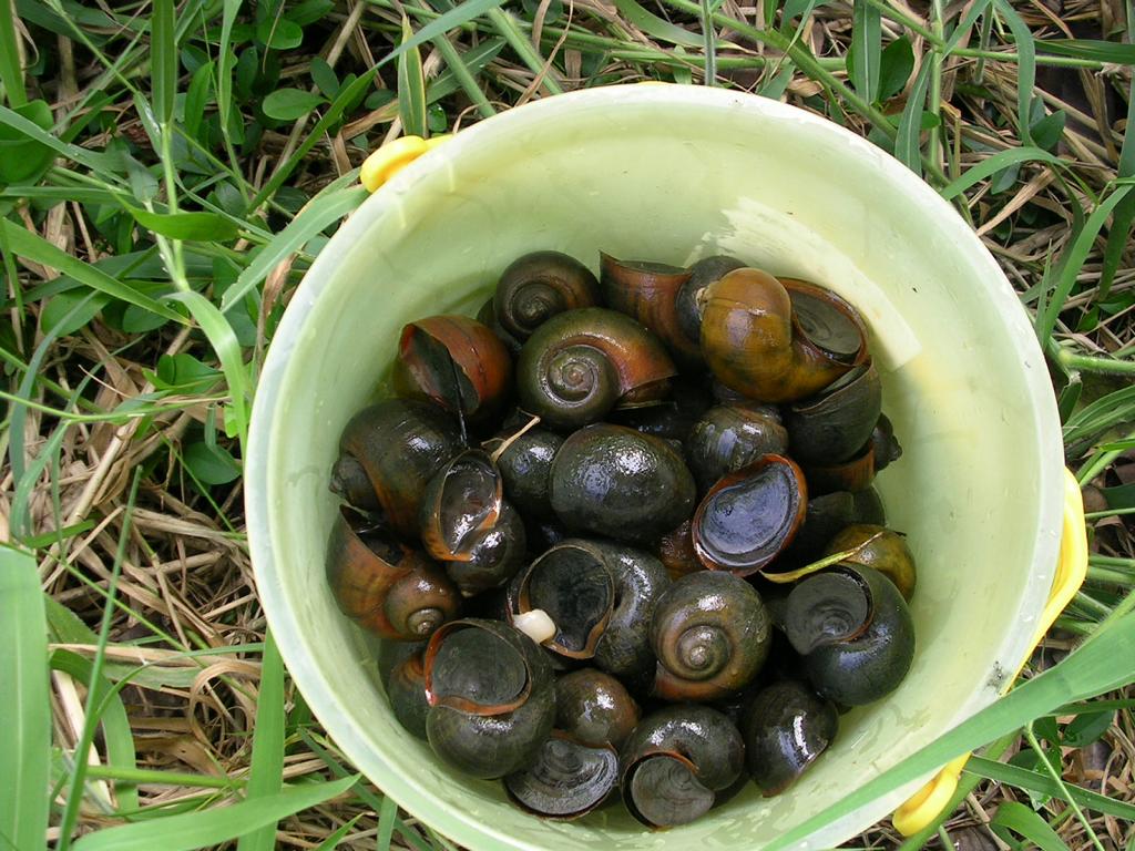 Apple snail for food