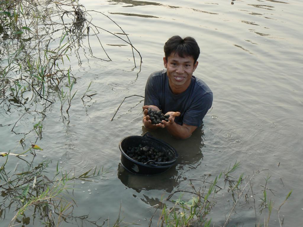 Collecting water snails in a pond near Lampang
