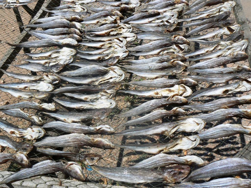 Completely dried snakehead fishes