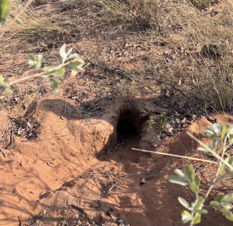 Entrance to a springhare burrow