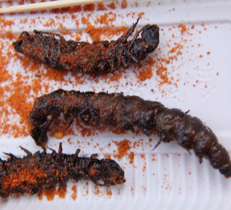 Eating centipedes in Yunnan Province, China Biology Diagrams
