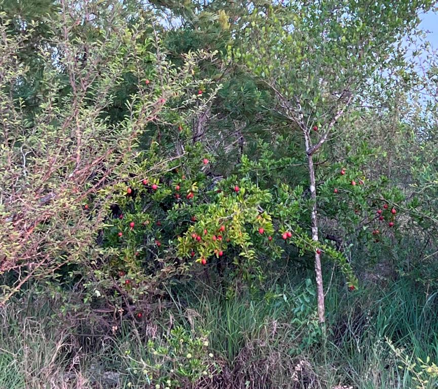 Great Sourplum tree (Ximenia caffra)