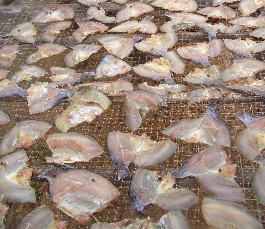 Flapped tilapia for drying