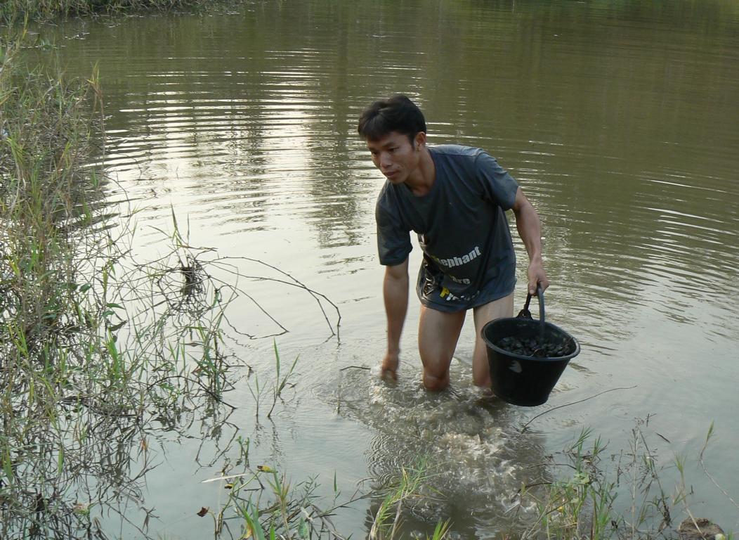 Collecting water snails in Thailand