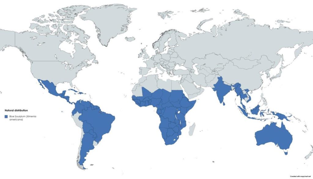 Natural distribution of Blue Sourplums (Ximenia americana)