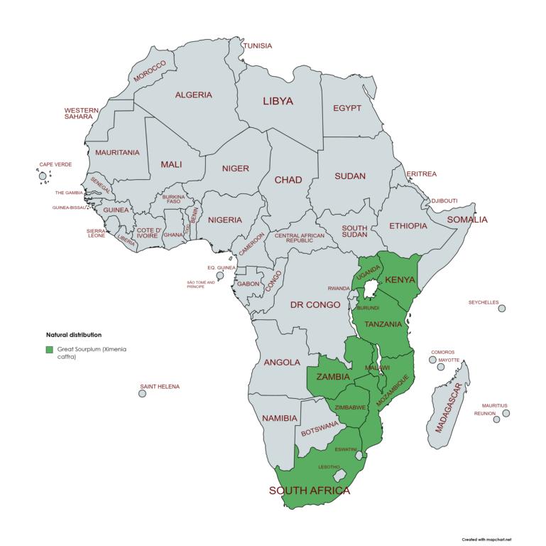 Natural distribution of Great Sourplums (Ximenia caffra)
