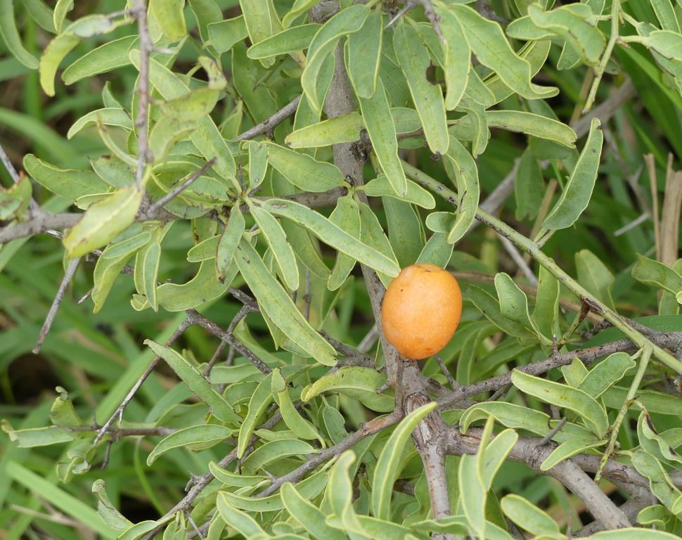 Blue Sourplum fruit (Ximenia americana)