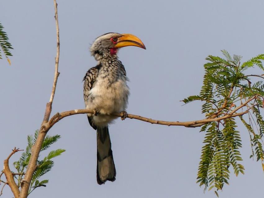 A 'Southern Yellow-billed hornbill'
