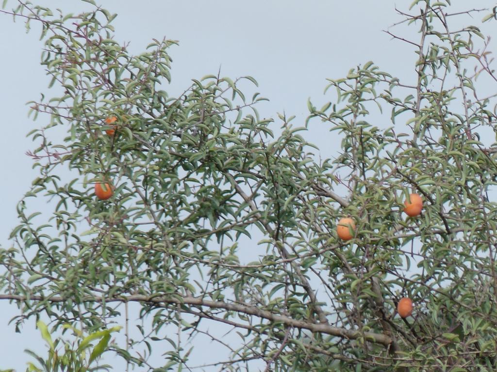 Fruits on a Blue Sourplum tree (Ximenia americana)