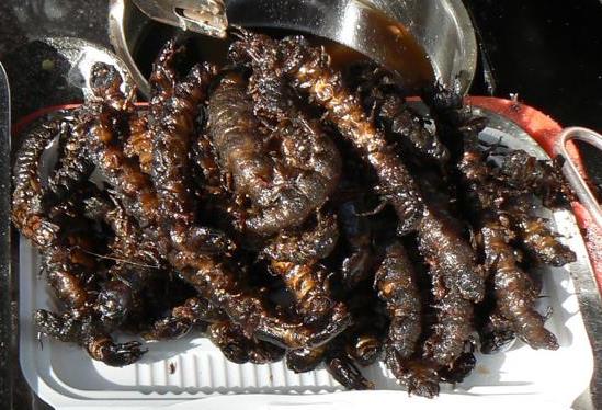 a good portion of fried centipedes at Lijiang City