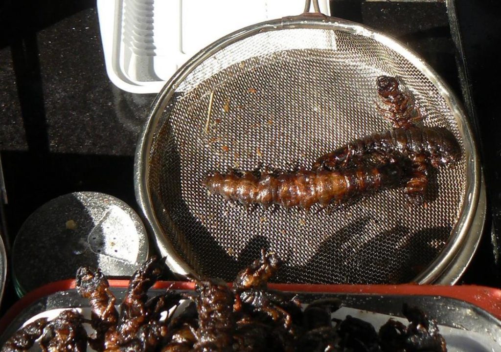 Centipedes after frying