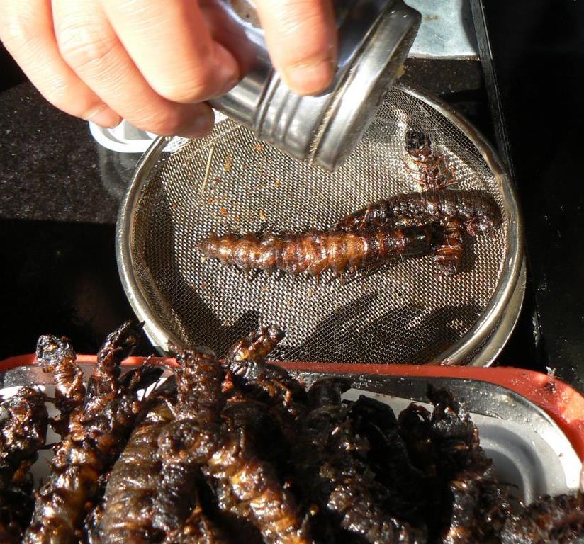 chinese people eating bugs