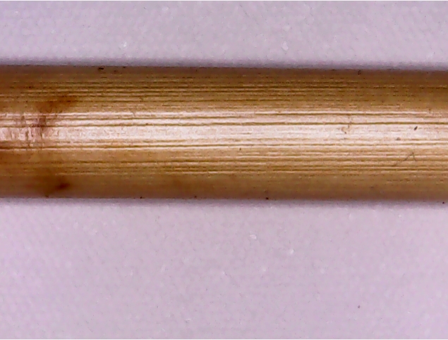 Another reed shaft of a bushmen arrow