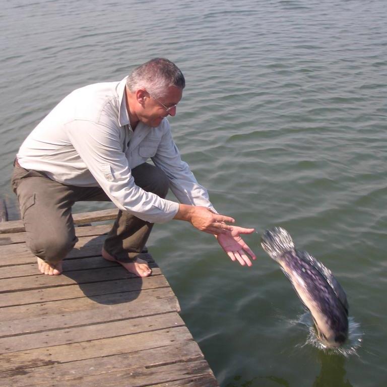 Releasing the Giant Snakehead fish