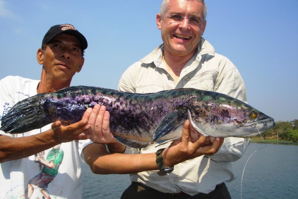 Author with a Giant Snakehead fish caught north of Bangkok