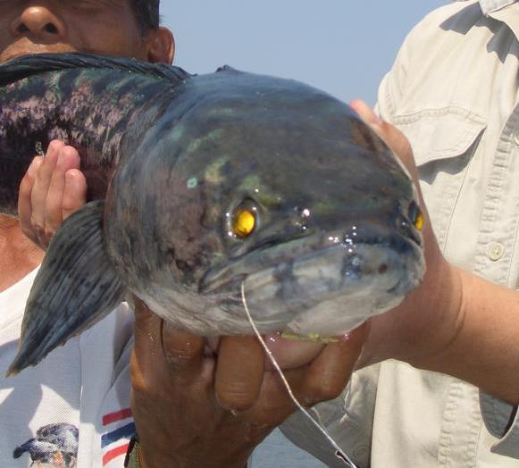 Head and eyes of a Giant Snakehead fish