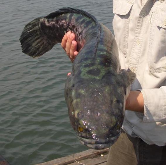 Snake-like appearance of a Giant Snakehead fish