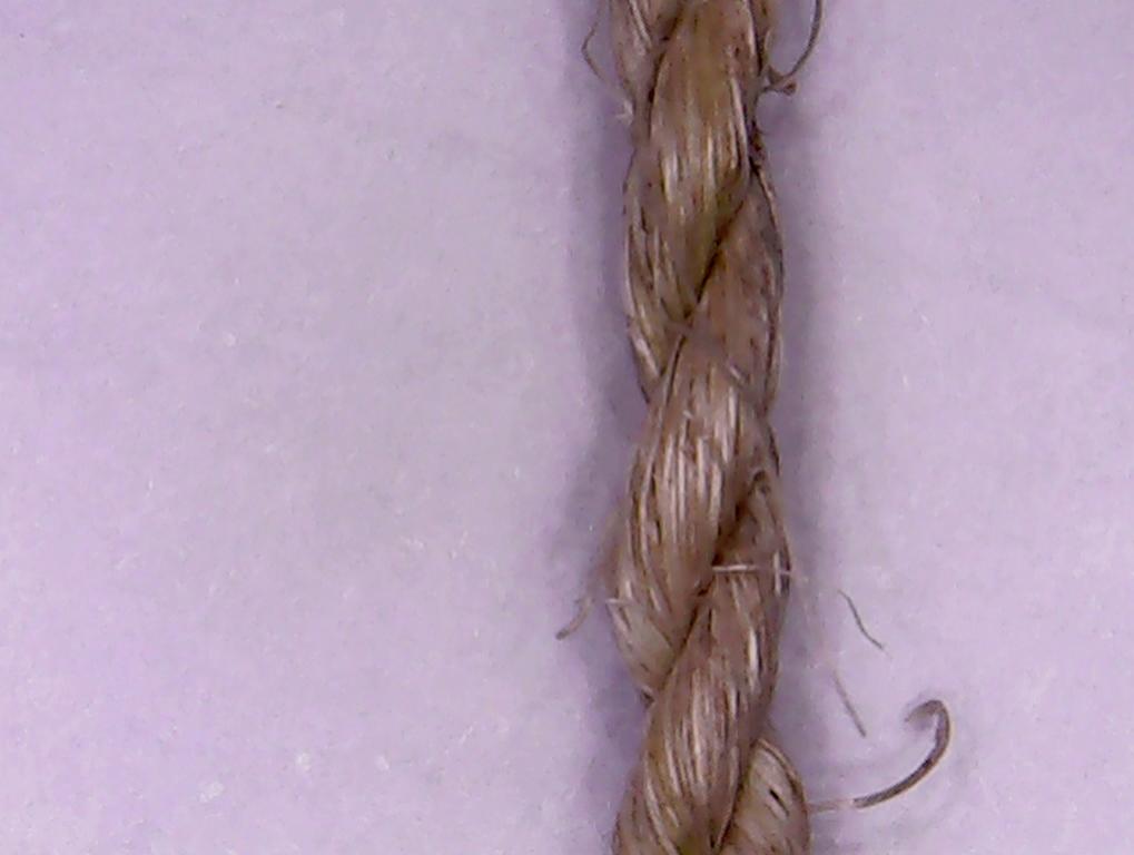 Another detail of a Sanseviera bow string