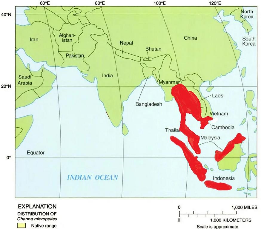 Distribution of Giant Snakehead fish (Channa micropeltes)