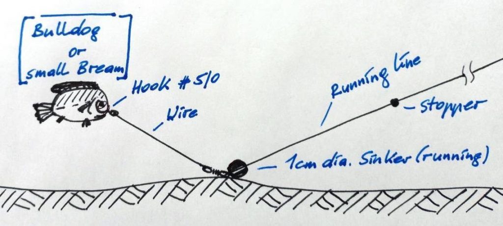 Typical rig set-up for live baiting Tigerfish