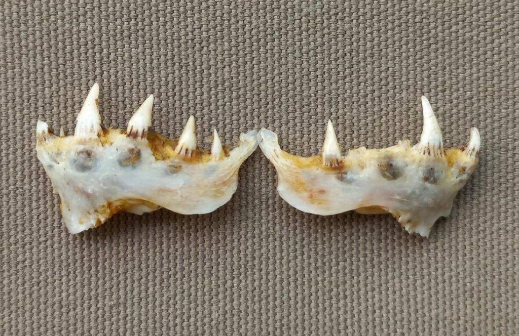 Lower jaw of a Tigerfish from outside