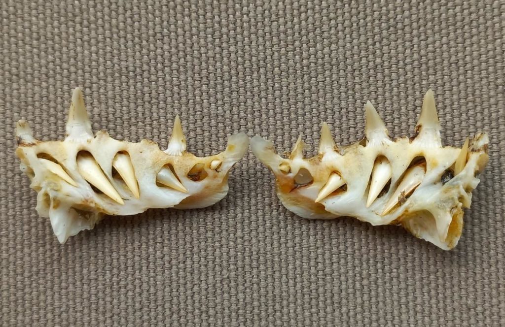 Lower jaw of a Tigerfish from inside