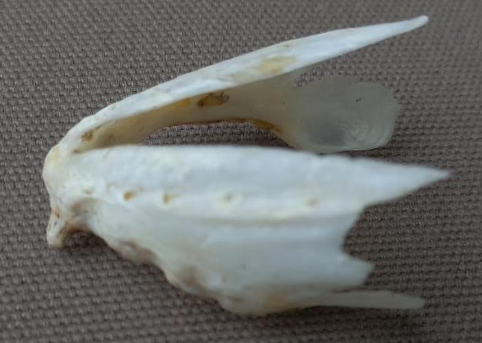 Bony structure of an upper Tigerfish jaw