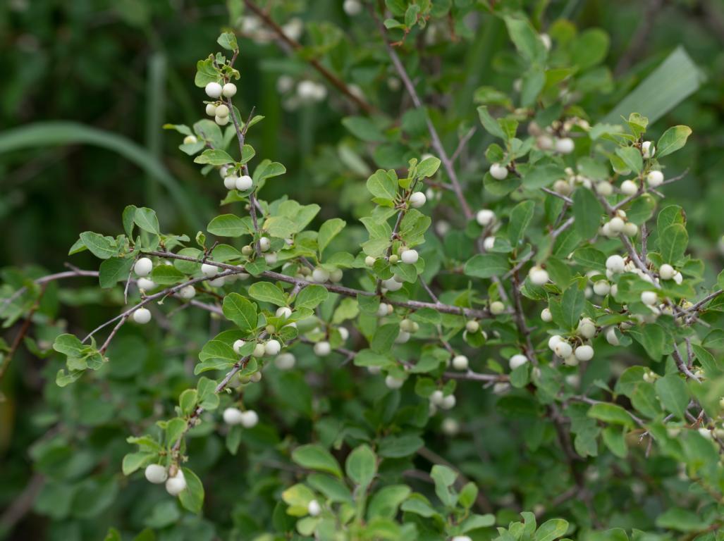 A White Berry bush near Hoedspruit
