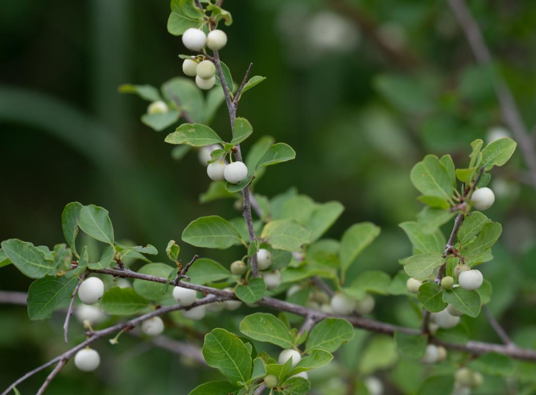 Details of that White Berry bush near Hoedspruit