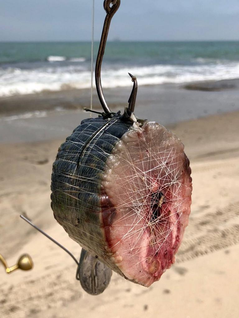 Thick cut of a bait fish for shark fishing