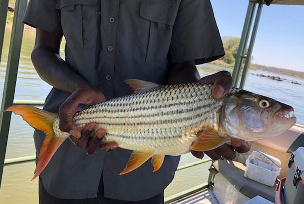 Catching Tigerfish at the Zambezi - Bushguide 101