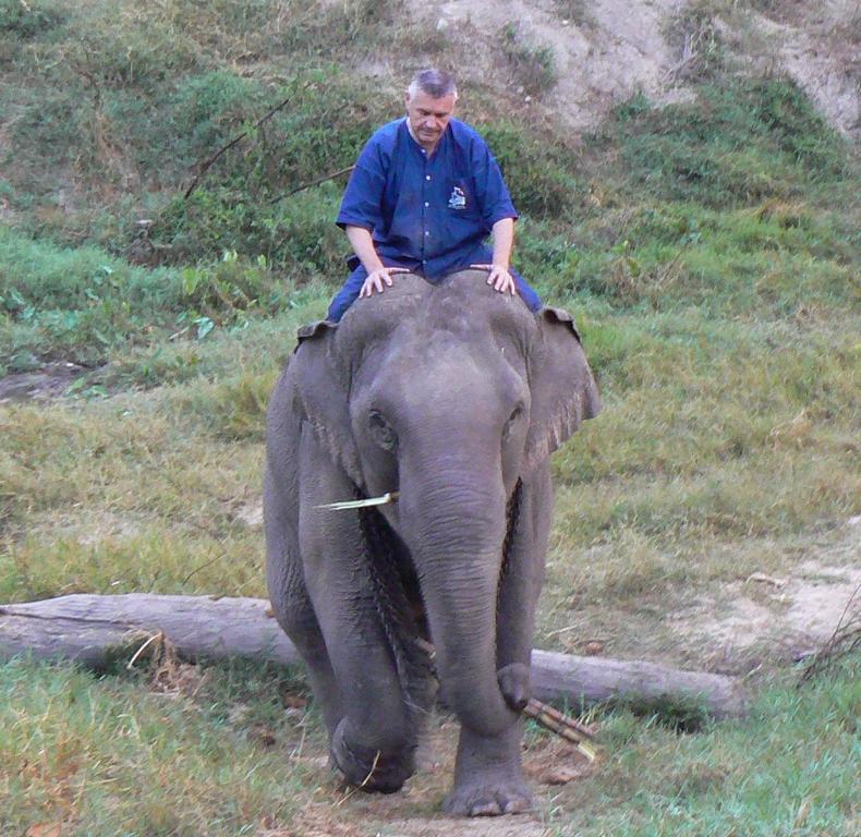 Elephant riding outdoors