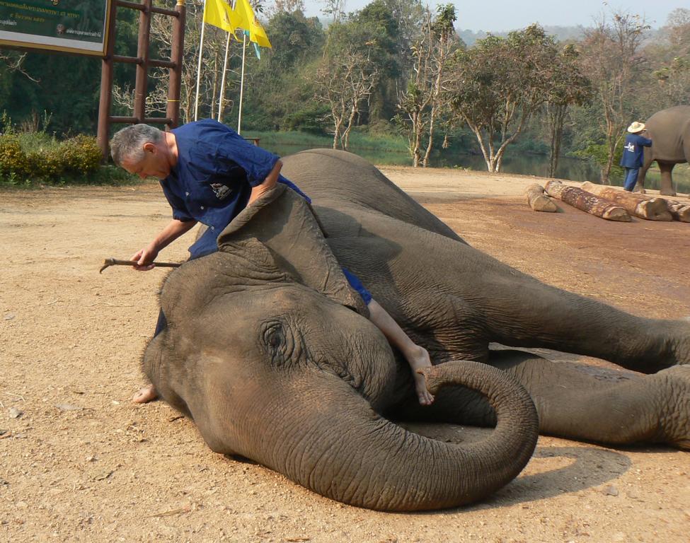 Mounting the elephant via its neck