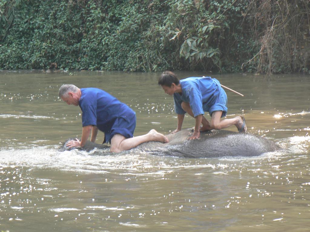 Washing and bathing the elephant