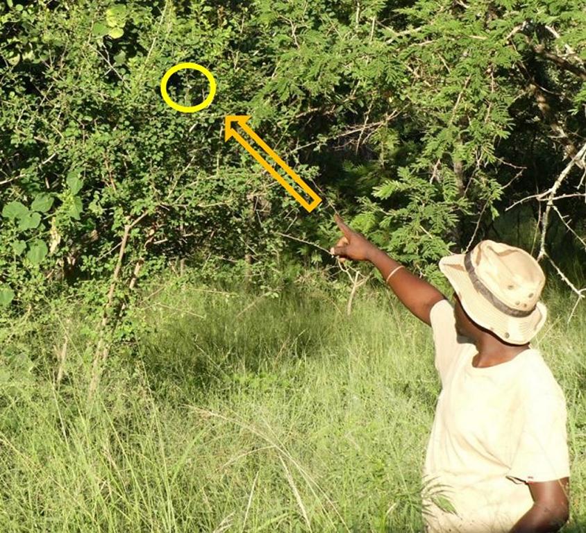 Mr. Moxilo, a Pedi from near Phalaborwa, points to a White Berry bush 