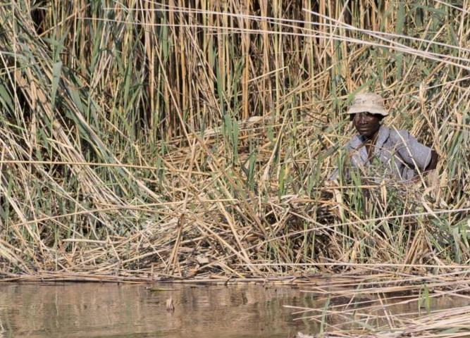 Angler hidden in the reeds