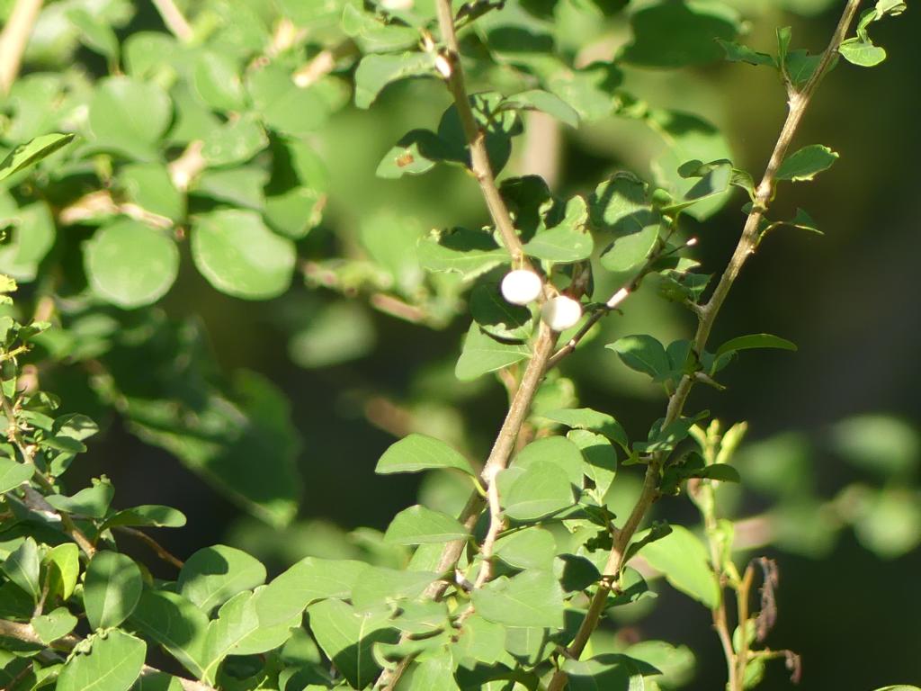 Sweet 'White Berry Bush' fruits - Bushguide 101