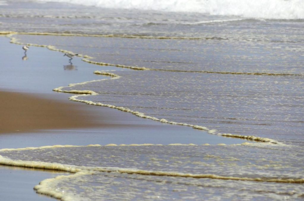Protein foam on the surf indicates high plankton content of the water