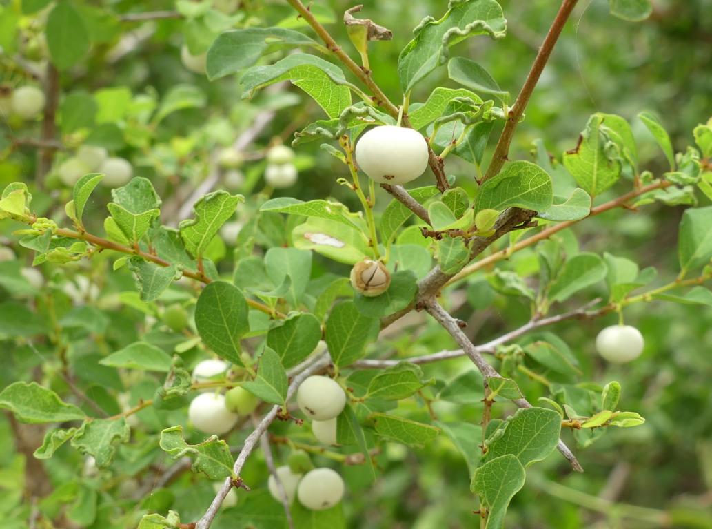 White Berry Bush fruits in Krueger National Park