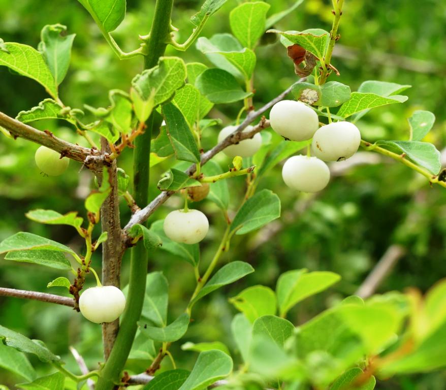 White Berry fruits in summertime