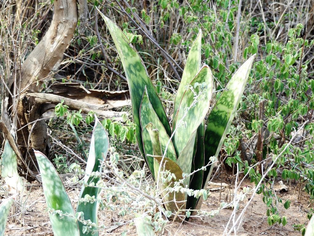 Sanseviera hyacinthoides