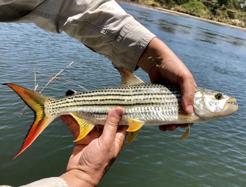 Tigerfish on Surface Lures – Fishbook